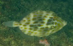 Eubalichthys mosaicus