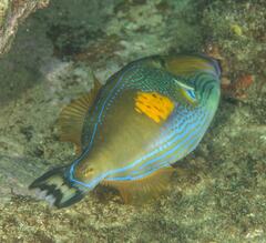 Meuschenia freycineti