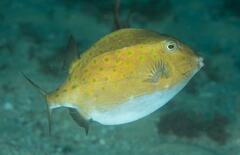 Anoplocapros inermis