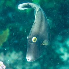 Eubalichthys bucephalus