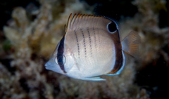 Chaetodon assarius