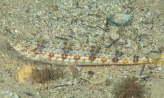 Synodus dermatogenys