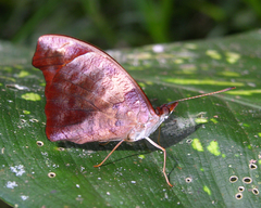 Catonephele mexicana