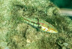 Halichoeres nebulosus