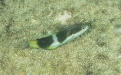 Thalassoma nigrofasciatum
