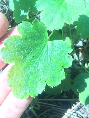 Image of Gooseberry-Leaf Alumroot (Heuchera grossulariifolia) by (c) Mark Pollock, some rights reserved (CC BY)