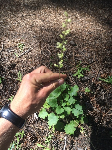Image of Heuchera grossulariifolia by (c) Mark Pollock, some rights reserved (CC BY)