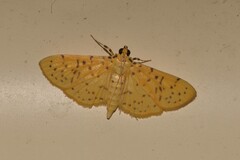 Conogethes punctiferalis
