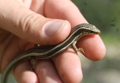 Plestiodon skiltonianus skiltonianus