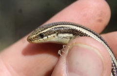 Plestiodon skiltonianus skiltonianus