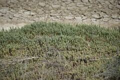 Suaeda calceoliformis