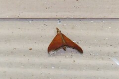 Hemiscopis sanguinea