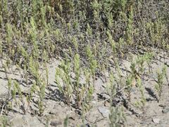 Suaeda calceoliformis