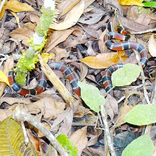 Mertens' Coralsnake