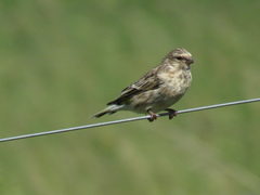 Crithagra atrogularis