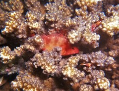 Cirrhitichthys oxycephalus