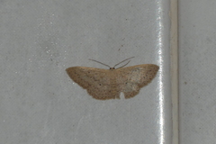 Scopula actuaria