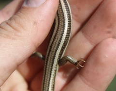 Plestiodon skiltonianus skiltonianus