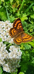 Lycaena salustius