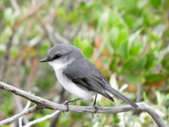 Eopsaltria georgiana