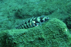 Parapercis tetracantha