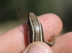 Plestiodon skiltonianus skiltonianus