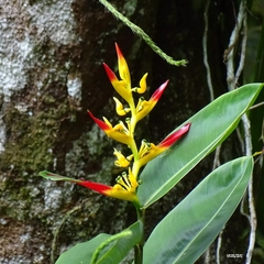Heliconia hirsuta