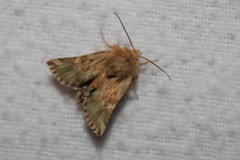 Pseudanthoecia tumida