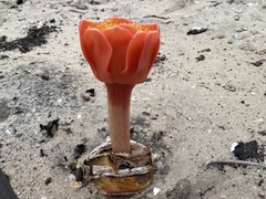 Haemanthus coccineus