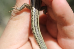 Plestiodon skiltonianus skiltonianus