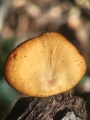 Cerioporus leptocephalus