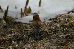 Leucosticte tephrocotis
