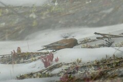Leucosticte tephrocotis