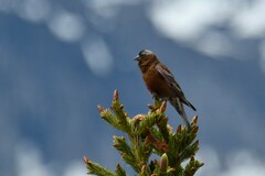 Leucosticte tephrocotis