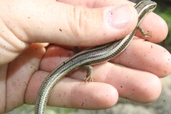 Plestiodon skiltonianus skiltonianus