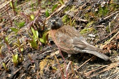 Leucosticte tephrocotis