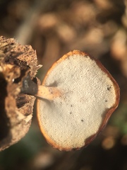 Cerioporus leptocephalus