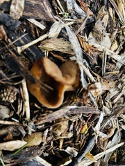 Phylloscypha phyllogena