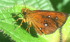 Iambrix salsala salsala