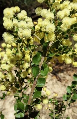 Acacia clandullensis