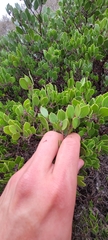Arctostaphylos hookeri hookeri
