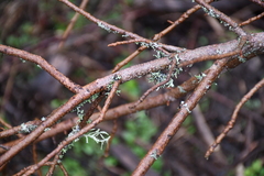 Toxicodendron diversilobum
