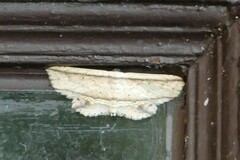 Hyposada ruptifascia