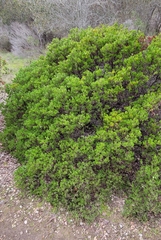 Arctostaphylos hookeri hookeri