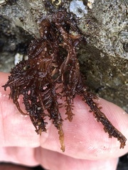 Cumagloia andersonii