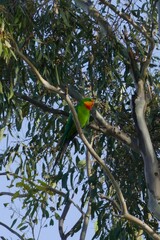 Polytelis swainsonii