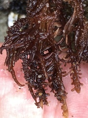 Cumagloia andersonii