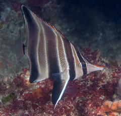 Chelmonops curiosus
