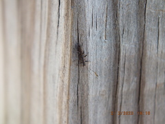 Allocapnia vivipara