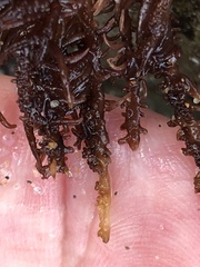 Cumagloia andersonii